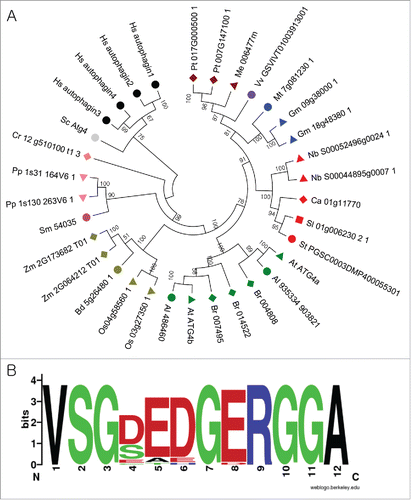 Figure 1. Analysis of ATG4s from different plant species. (A) A phylogenetic tree was constructed using nucleotide sequences and amino acid alignments of ATG4 domains. The maximum likelihood model was used and ATG4s of human and yeast were used as outgroup. Bootstrap analysis was performed with 1000 replicates to support each branch. Same colors mean related species. Sc, Saccharomyces cerevisiae; Hs, Homo sapiens; Pt, Populus trichocarpa; Me, Manihot esculenta; Vv, Vitis vinifera; Mt, Medicago truncatula; Gm, Glycine max; Nb, Nicotiana benthamiana; Ca, Capsicum annum; Sl, Solanum lycopersicum; At, Arabidopsis thaliana; Br, Brassica rapa; Os, Oryza sativa; Bd, Brachypodium distachyon; Zm, Zea mays; Sm, Seleginella moellendorffii; Pp, Physcomitrella patens; Cr, Chlamydomonas reinhardtii. (B) Plant-specific motif in ATG4. Amino acid sequences of plant ATG4s were aligned and plant-specific motif logo was created using the alignment. The height of symbols indicates the sequence conservation and residue prevalence of multiple alignment positions.