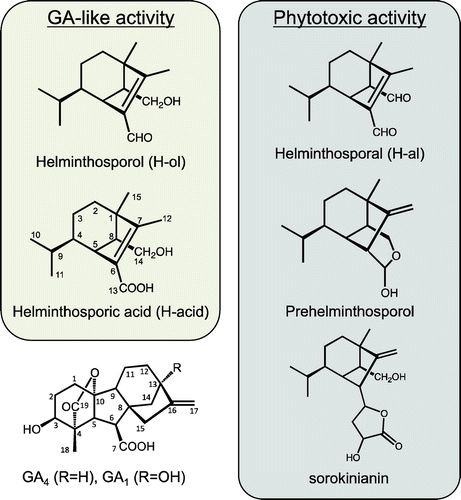 Figure 1. Chemical structure of helminthosporol and its derivatives and active GAs.