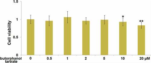 Figure 4. Cytotoxicity of butorphanol tartrate in HBVECs. Cells were treated with butorphanol tartrate (0.5 µM, 1 µM, 2 µM, 5 µM, 10 µM, 20 µM) for 24 hours. Cell viability was determined by CCK-8 assay (*, **, P < 0.05, 0.01 vs. Control group).