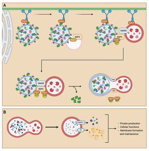 Figure 2. Summary of autophagosome maturation and degradation. (A) After autophagosome formation, the autophagosome is transported from the ER to the lysosome for maturation into an autolysosome. An autophagosome is transported through the cell via the microtubule network with a dynein motor protein. The autophagosome is first fused with an early endosome. Then, the autophagosome is transported towards the lysosome as Rab7 GTPase on the lysosome recruits the dynein protein. When the autophagosome is in near proximity to the lysosome, Rab7 GTPase localizes to the HOPS complex and recruits SNARE proteins to attach the autophagosome with the lysosome. After attachment, hydrolysis of the GTP to GDP on the Rab7 GTPase provides energy for the fusion of autophagosome and lysosome, creating an autolysosome. (B) After the fusion event, autophagosome contents are degraded into monomeric units by lysosomal enzymes. The monomeric units are then transported out of the autolysosome via transporters like LYAAT-1. The monomeric units released into the cytosol are then reused for other cellular functions, like protein production, membrane formation, and cell maintenance. Created with BioRender.com.