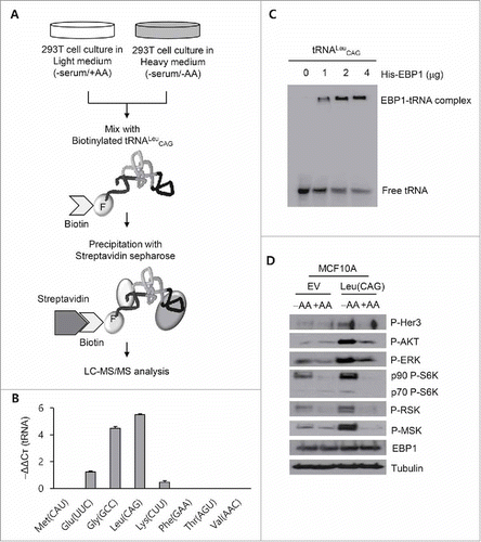 Figure 5. Interaction between EBP1 (ErbB3-binding protein 1) and tRNALeu. (A) Schematic diagram for the process of SILAC and LC-MS/MS analysis. Synthesized tRNALeu CAG was biotinylated by incubation with biotin-Phe-DME and flexizyme. After isolating the tRNALeu CAG-associated protein complexes via biotin-streptavidin interaction, the proteins were analyzed by LC-MS/MS. F, Phenylalanine. (B) qRT-PCR analysis to detect the tRNAs associated with immunoprecipitated EBP1 from the HEK 293T cells incubated in amino acid-free media. Values are presented as means ± standard deviations (n = 3). (C) Gel shift assay to detect the formation of the complex between EBP1 and radioactively synthesized tRNALeu CAG. (D) Western blot analysis for the ErbB3 signal pathway of MCF10A cell lines transfected with tRNALeu. −AA, amino acid starvation; +AA, amino acid supplementation.