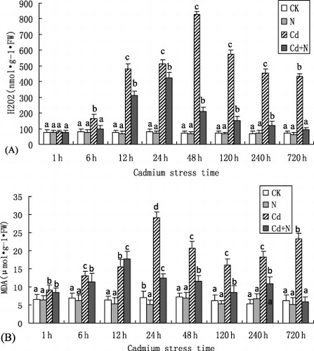 Figure 1. Interactive effect of Cd and N treatment on H2O2 and MDA content in ‘107’ poplar (Populus deltoides × P. nigra). (A) H2O2 content, (B) MDA content. Bars represent means ± SD of three replicates. For the ANOVA, different letters ‘a, b, c, and d’ denote significant effects at P < 0.01. CK = control, N = nitrogen added, Cd = cadmium added, and N + Cd = both nitrogen added and cadmium added.