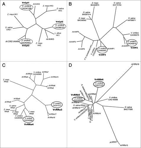 Figure 1 Pylogenetic tree of (A) HKs, accession numbers from NCBI: Arabidopsis: At CRE1/AHK4, BAB33310; At AHK2, NP_568532; At AHK3, NP_564276; Lupines: L. albus HK1, ABJ74169; Maize: Z. mays HK2, BAD01584; Z. mays HK3, BAD01586; Z. mays HK1, NP_001104859; Rice: O. sativa HK3, AAP53311; O. sativa CRE1, ABF89563; Vitis: V. vinifera, CA O42401; V. vinifera, CA O41188; V. vinifera, CAO66151, (B) HPts, accession numbers from NCBI: Arabidopsis: At AHP1, NP_188788; At AHP2, NP_850649; At AHP3, NP_198750; At AHP4, NP_566544; At AHP5, NP_563684; Maize: Z. mays, BAC 06592; Z. mays, BAA82874; Populus: P. x canadensis HP3, CAH 56501; Rice: O. sativa, ATT69671; O. sativa, BAD87514; O. sativa, EAY75784; Vitis: V. vinifera, CAO71051; V. vinifera, CAN83997; V. vinifera, CAN69375; V. vinifera, CAO45819; (C) A-type RRs, accession numbers from NCBI: Arabidopsis: At RRa3, NP_176202; At RRa4, NP_172517; At RRa5, NP_190393; At RRa6, NP_201097; At RRa7, NP_17339; At RRa8, NP_181663; At RRa9, NP_191263; At RRa15, NP_177627; At RRa16, NP_181599; At RRa17, NP_567037; Maize: Z. mays RRa2, BAA 85113; Z. mays RRa4, BAB20579; Z. mays RRa6, BAB20581; Z. mays RRa5, BAB20580; Rice: O. sativa RRa4, NP_001045420; Vitis: V. vinifera, CAO41517; V. vinifera, CA O42848; V. vinifera, CA O40969; V. vinifera, CAO63061 and (D) B-type RRs accession numbers from NCBI: Arabidopsis: At RRb1, NP_850600; At RRb2, NP_193346; At RRb10, NP_194920; At RRb11, NP_176938; At RRb12, NP_180090; At RRb13, NP_180275; At RRb14, NP_178285; At RRb18, Q9FGT7; At RRb19, NP_175345; At RRb21, NP_196338; Maize: Z. mays RRb8, BAB41137; Z. mays RRb9, BAB55874; Rice: O. sativa RRb10, AAN52739; O. sativa RRb9, BAD72541; O. Sativa, BAC77080; S. asiatica, ABG35774; Vitis: V. vinifera, CAO22750; V. vinifera, CA O40068; V. vinifera, CAN70187; V. vinifera, CAO46698. The circled assignments correspond to sequences analyzed by real time PCR for Vitis gene expression. The phylogenetic tree based on the amino acid sequence was constructed using the PHYLIP programs, PRODIST and NEIGHBOR.Citation55