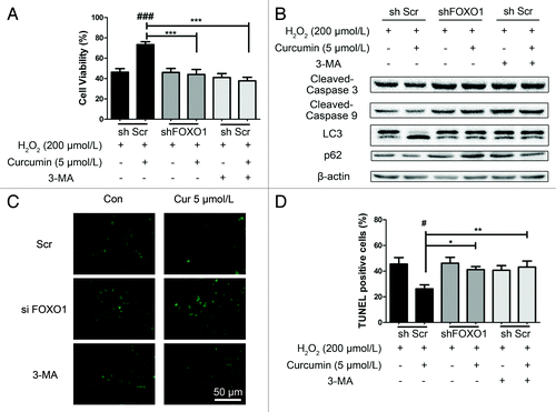 Figure 6. Knockdown of FOXO1 inhibited curcumin-induced autophagy. HUVECs were transfected with shFOXO1, and transfected with shScramble (shScr) as a control. After curcumin-treated HUVECs were stressed by H2O2 (200 μmol/L), (A) cell viability was examined, and (B) immunoblots and densitometry were used to analyze endogenous LC3, p62, caspase-3 and caspase-9 expression, with β-actin as a loading control. (C and D) HUVECs treated similarly were subjected to TUNEL staining. (C) Representative staining with TUNEL is shown. (D) The number of TUNEL-positive nuclei was expressed as a percentage of total nuclei detected by Hoechst staining. Values are expressed as the mean ± SD, n = 3; #p < 0.05, shScr with curcumin vs. shScr control (basal line); *p < 0.05, **p < 0.01, ***p < 0.001 vs. shScr with curcumin group.