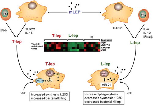 Figure 2. Leprosy, a model for disease-associated dysregulation of intracrine vitamin D. The disease leprosy is associated with infection by Mycobacterium leprae or Mycobacterium lepromatosis (mLep), with mLep signaling via TLR2/1. Two forms of leprosy, Tuberculoid leprosy (T-lep) and Lepromatous leprosy (M-lep) are associated with distinct cytokine profiles: IFNγ and IL-15 in T-lep and interferon α (IFNα), IL-4 and interleukin-10 (IL-10) in L-lep. L-lep monocytes also express the microRNA, miR-21 that targets expression of the CYP27B1 gene product. DNA array analysis of T-lep and L-lep lesions, as well as reversal reaction (rr) L-lep lesion reveals differential patterns of gene expression for CYP27B1, VDR and CYP24A1, with expression of all three gene being decreased in L-lep. Expression of CYP27B1, VDR and CYP24A1 is retsored in L-lep lessions that undergo spontaneous conversion to T-lep (rr). The enhanced intracrine vitamin D system in T-lep monocytes enables synthesis of 1,25(OH)2D (1,25D) from 25(OH)D (25D) and associated antimycobacterial activity in these cells. By contrast, in L-lep IL-10 promotes phagocytosis but without an effective intracrine vitamin D system to kill phagocytosed mycobacteria.