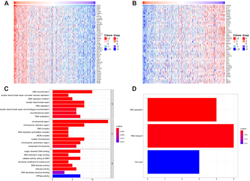 Figure 6 Functional enrichment analyses of CSTF2-related genes in HCC. (A) The top 50 positively correlated genes of CSTF2 are displayed by a heatmap. (B) The top 50 negatively correlated genes of CSTF2 are displayed by a heatmap. (C) GO enrichment analysis of the top 50 positively correlated genes of CSTF2. (D) KEGG enrichment analysis of the top 50 positively correlated genes of CSTF2.