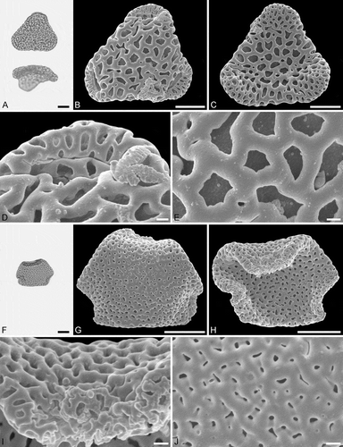 Figure 5. Light microscopy (LM) (A) and scanning electron microscopy (SEM) (B–E) micrographs of Sclerosperma protomannii sp. nov. (paratype: IPUW 7513/226). A. Pollen grain in polar view (upper, high focus) and equatorial view (lower). B. Pollen grain in polar view, distal side. C. Pollen grain in polar view, proximal side. D. Close-up of apex with aperture, distal side. E. Close-up of central polar area, distal side. LM (F) and SEM (G–J) micrographs of S. protoprofizianum sp. nov. (holotype: IPUW 7513/227). F. Pollen grain in polar view (high focus). G. Pollen grain in polar view, distal side. H. Pollen grain in polar view, proximal side. I. Close-up of apex with aperture, distal side. J. Close-up of central polar area, distal side. Scale bars – 10 µm (A–C, F–H), 1 µm (D, E, I, J).