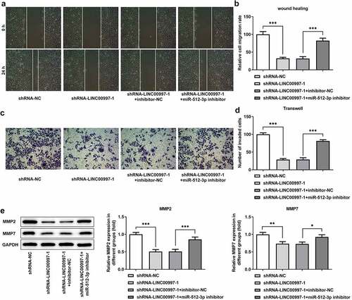 Figure 6. MiR-512-3p knockdown restored the inhibitory effects of LINC00997 silencing on the migration and invasion of HCT116 cells. (a and b) Wound healing assay was utilized for the evaluation of cell migration. (c and d) Transwell assay was applied for the measurement of cell invasion. (e) The expression of MMP2 and MMP7 was examined using western blotting. *P < 0.05, **P < 0.01, ***P < 0.001