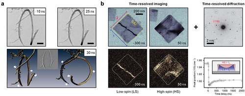 Figure 2. Nanosecond real-space imaging in UEM. a. Four-dimensional imaging of nanomechanical motions. 2D projected images of multiwalled carbon nanotube at the representative time delay and 3D reconstructed image of transient motion. b. Time-resolved bright-field and dark-field imaging and electron diffraction of spin-crossover phase transition and morphology dynamics in a metal-organic framework nanoparticle. Part a reprinted with permission from [Citation96], American Association for the advancement of science. Part b adapted with permission from [Citation99], Springer Nature.