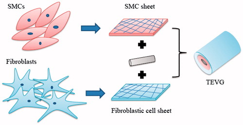 Figure 1. Fabrication of scaffold-free tissue-engineered blood vessel.