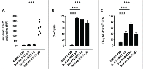 Figure 5. Anti-Her-2-specific immune responses induced by intraperitoneal vaccination with the different recombinant BoHV-4 viral particles. (A) Sera from BALB/c mice (n = 7), collected two weeks after the second vaccination, analyzed (at a 1:100 dilution) for the presence of specific anti-rat-Her-2 antibodies by flow cytometry. Results are expressed as MFI values for each serum; horizontal lines represent median values (***: p < 0.0001; Student's t-test). (B) In vivo cytotoxic responses against the H2d dominant, rat Her-2 peptide TYVPANASL measured in mice immunized with the indicated BoHV-4 viral particles (n = 3) two weeks after the second vaccination; data are mean ± SEM values (***: p = 0.0004; Student's t-test. (C) T-cell responses against the H2d dominant, rat Her-2 TYVPANASL peptide determined two weeks after the second vaccination by an in vitro IFNγ-based ELISPOT assay. IFNγ-producing cells from mice immunized with the indicated BoHV-4 viral particles (n = 3) are expressed as SFU/1×106 SPC; data are mean ± SEM values (***: p < 0.0001; Student's t-test).