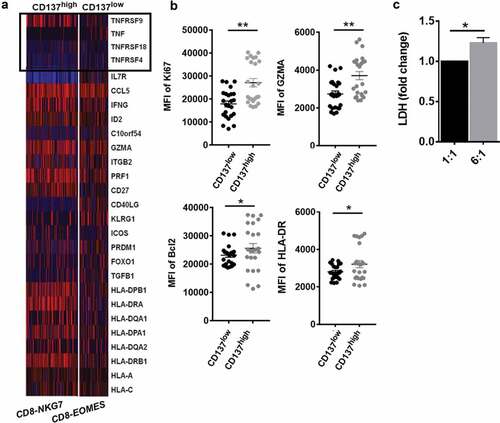 Figure 7. CD137 enriched CD8+T cell with superior effector function in HCC TM (a) Heatmap of scRNA showing differentially expressed genes of tumor necrosis factor (TNF) and TNF-receptor superfamily. (b) The comparison of CD137highCD8+T cell and CD137lowCD8+T cell including Ki67, GZMA, HLA-DR, and Bcl2 from tumor tissue of HCC patients was analyzed through flow cytometry. (c) The cytotoxicity of CD137 activated CD8+T cells. CD137 CART cells were co-cultured with cancer cell line H226, with cell ratios of 1:1, 6:1, respectively. After 24 h, the supernatant was collected and detected by using pierce LDH cytotoxicity assay kit. P < .05 was considered statistically significant. *, P < .05; **, P < .01