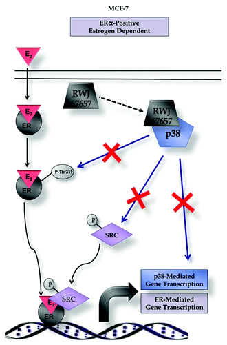 Figure 7. Proposed mechanism of RWJ67657 inhibition of ER signaling.