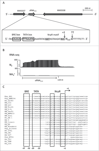 Figure 1. Characterization of sRNA154 (A) Genomic context of sRNA154, promotor and terminator region of sRNA154. Potential TATA- and BRE box, the transcriptional start site (TSS) (+1), as well as the termination site (TT) are indicated. The 5´and 3´end of sRNA154 was determined by RACE analysis (Ambion, Thermo Scientific, Darmstadt, Germany). (B) RNA-seq analysis of total RNA of M. mazei wt - grown under nitrogen sufficient (+NH4+) and fixing (N2) conditions - using the Illumina technique revealed an absence of sRNA154 transcript under +NH4+ and high induction under N2-conditions. (C) Conservation of promotor regions of sRNA154 homologues from those various Methanosarcina isolates described in Fig. 2. The regions upstream of the TSS were aligned using the ClustalW multiple alignment tool.Citation71