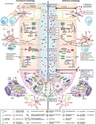 Figure 1. Role of autophagy in the maintenance of intestinal homeostasis and potential mechanisms by which defective autophagy may contribute to CD development. At the intestinal epithelium: (A) Autophagy modulates epithelial barrier function via lysosome-mediated degradation of CLDN2. Dysfunctional autophagy leads to increased CLDN2 level associated with increased intestinal permeability [Citation10,Citation11]. (B) Defective autophagy leads to intestinal dysbiosis and increased IgA-coated bacterial amount [Citation26,Citation27,Citation32]. (C) By promoting mitochondrial homeostasis, autophagy protects IECs from cell death and prevents loss of Paneth cells [Citation15,Citation16]. MIR346, induced under ER stress, enhances GSK3B translation, favoring the dissociation between BCL2 and BECN1. This consequently activates mitophagy, thus reducing ROS level [Citation41]. ROS-mediated NLRP3 inflammasome activation, which leads to CASP1 activation and subsequently IL18 and IL1B production, is also inhibited by EIF2AK4-induced mitophagy upon amino acid starvation [Citation63]. Dysfunctional autophagy leads to accumulation of damaged mitochondria and ROS, increasing inflammasome activation and inflammation [Citation63] and aggravating ROS-induced cell death [Citation41]. (D) NOD2 recruits ATG16L1 to the plasma membrane at the bacterial entry site, initiating autophagy. Association of IRGM with NOD2 promotes IRGM ubiquitination and the assembly of the core autophagy machinery, promoting xenophagy [Citation76]. Autophagy-associated risk variants induce defective autophagy and impaired intracellular bacterial clearance. (E) Stimulation of NOD and TNF receptors in IECs activates CHUK, which phosphorylates ATG16L1, leading to its stabilization, thus preventing ER stress during inflammation. Inactivation of CHUK fails to stabilize ATG16L1, which is consequently degraded by CASP3, increasing ER stress [Citation47]. (F) In Paneth cells, NOD2 activation in response to commensal bacteria leads to recruitment of LRRK2, RIPK2 and RAB2A to dense core vesicles, a process required for sorting and secretion of lysozyme and other antimicrobial peptides. Dysfunctional NOD2 or LRRK2 result in lysosome-mediated degradation of lysozyme [Citation21,Citation22]. (G) During infection of Paneth cells with invasive bacteria, ER-Golgi secretion pathway is impaired, lysozyme is secreted via secretory autophagy. This process requires ER stress-mediated EIF2AK3-EIF2A activation in Paneth cells and activation of TLR-MYD88 in DCs that promotes IL22 secretion by type 3 innate lymphoid cells. Paneth cells with defective autophagy fails to secrete lysozyme via secretory autophagy [Citation23]. (H) During ER stress in Paneth cells, ERN1 is recruited to autophagosomes via its interaction with OPTN, thus being degraded by autophagy. Impaired clearance of ERN1 aggregates during ER stress due to defective autophagy leads to increased ER stress and spontaneous CD-like transmural ileitis in mice [Citation44]. (I) In intestinal stem cells, autophagy limits ROS accumulation that inhibits their differentiation, allowing epithelium regeneration. Defective autophagy leads to ROS accumulation and impaired epithelium regeneration [Citation57]. (J) In macrophages, in response to TLR4 activation, which drives TIRAP-dependent inflammation, autophagy is activated to control TIRAP turnover and to limit production of IFNB1. Defective autophagy leads to TIRAP accumulation and subsequently increased IFNB1 production [Citation83]. In response to TLR4 activation, NFKB activates expression of NLRP3, pro-IL1B and SQSTM1 [Citation67]. SQSTM1 promotes mitophagy to prevent NLRP3 inflammasome activation, thus inhibiting IL1B production [Citation67]. IRGM also limits NLRP3 inflammasome activation by preventing its assembly and by mediating selective autophagic degradation of the inflammasome components [Citation68]. Defective autophagy leads to accumulation of dysfunctional mitochondria and ROS, enhancing NLRP3 inflammasome activation and subsequently IL1B production. (K) In DCs, autophagy degrades intracellular pathogens and participates in the presentation of antigens to T cells to induce adaptive immune responses. EIF2AK4-induced mitophagy inhibits ROS-mediated NLRP3 inflammasome activation, decreasing IL18 and IL1B production [Citation63]. Defective autophagy leads to impaired bacterial elimination and antigen presentation, impairing T cell activation [Citation92]. T cell activation is supported by the autophagic receptor TAX1BP1 that binds to LC3 and induces autophagy, providing critical amino acids that activates MTORC1 complex and induces metabolic transition of activated T cells [Citation99]. An alteration of autophagy impairs T cell metabolic transition and proliferation, leading to decreased numbers of CD4+ and CD8+ T cells, impaired memory CD8+ T cell development, decreased Treg cell survival and increased Th2 and Th17 responses [Citation91,Citation93–Citation99]. (L) Bacteroides fragilis from gut microbiota secrete immunomodulatory molecules through OMVs that are recognized by DCs via TLR2, activating LAP through NOD2 and ATG16L1 and inducing FOXP3+ Treg cells, which produce IL10, thus limiting CD4+ T cell-mediated inflammatory responses [Citation101,Citation102]. DCs having the autophagy-related risk variants fail to induce IL10 production by FOXP3+ Treg cells in response to B. fragilis-derived OMVs [Citation101,Citation102].