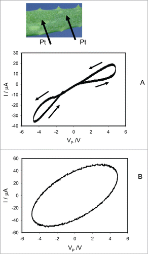 Figure 8. Cyclic voltammetry of a leaf of Aloe vera. Frequency of periodic bipolar sinusoidal voltage scanning was 0.001 Hz (A) and 1000 Hz (B). Position of Pt electrodes in a leaf of Aloe vera is shown. These results were reproduced 16 times.