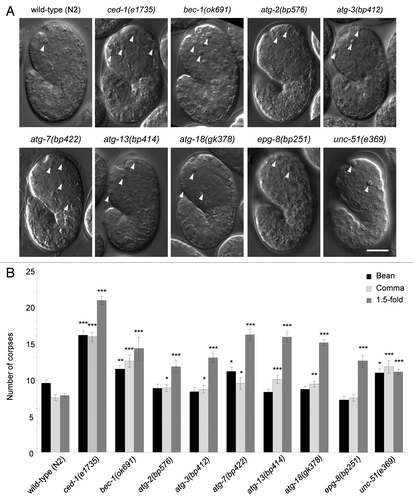 Figure 1. Detection of increased numbers of cell corpses in autophagy-mutant strains during C. elegans embryogenesis. (A) Representative DIC images and (B) quantification of numbers of apoptotic corpses in indicated C. elegans genotype, as detected by DIC microscopic analysis of the head region during bean, comma and 1.5-fold stages of embryogenesis. Wild-type (N2) and the engulfment mutant ced-1(e1735) strains were included for comparison. Arrowheads denote representative apoptotic corpses. Scale bar: 10 μm. Bar graph shows mean ± s.e.m. from at least 20 embryos for each genotype at each stage. *p < 0.05, **p < 0.01, ***p < 0.001 vs. wild-type embryos at the same stage of development; t-test.
