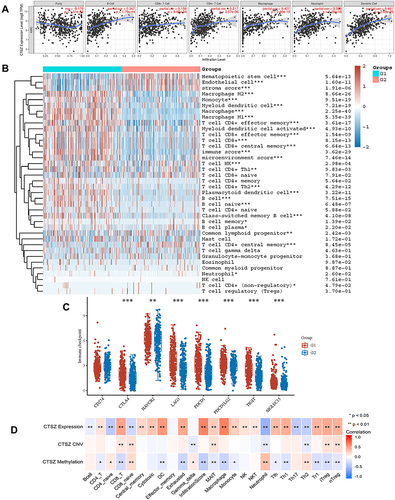 Figure 4 CTSZ expression and immune cell infiltration status in KRIC. (A) The correlation between CTSZ expression and the abundance of infiltrating immune cells (TIMER). (B) Immune cell score heatmap. Different colors indicate the expression trend in different samples. (C) The immune checkpoint-related gene expression in groups classified by CTSZ expression. The Wilcoxon test was utilized to analyze the significant difference between the two groups. (D) The correlation between immune cell subtype immersion and CTSZ expression, CTSZ CNV, or CTSZ methylation levels in ccRCC (GSCAlite). ccRCC, kidney renal clear cell carcinoma. CNV, copy number variations. Group 1: High CTSZ expression. Group 2: Low CTSZ expression. *p < 0.05, **p < 0.01, ***p < 0.001.