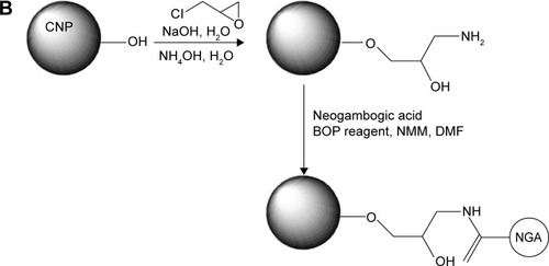 Figure 2 NGA-CNP synthesis.Notes: (A) Structure of NGA. (B) Steps in the synthesis of NGA-CNPs.Abbreviations: NGA-CNP, ceria nanoparticle modified with neogambogic acid; NGA, neogambogic acid; CNP, ceria nanoparticle; BOP, benzotriazol-1-yloxytris-(dimethyl amino) phosphonium hexafluorophosphate; NMM, N-methyl morpholine; DMF, dimethyl formamide.