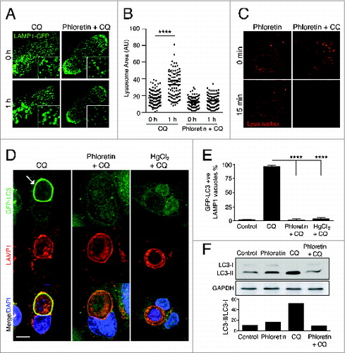 Figure 4. Chloroquine-mediated noncanonical LC3 lipidation is dependent on water flux. (A) Confocal images of LAMP1-GFP fluorescence in MCF10A cells before and after treatment with CQ (100 μM) with or without phloretin (180 μM). Insets show vesicles with LAMP1-GFP. (B) Quantification of LAMP1-GFP-labeled vesicle size; P < 0.01 **** by one-way ANOVA. (C) Confocal images of LysoTracker Red in MCF10A cells before and after treatment with phloretin with or without CQ for 15 min. (D) Confocal images of GFP-LC3 and LAMP1 immunostaining on entotic corpse vacuoles in MCF10A cells following treatment with CQ with or without phloretin (180 mM) or HgCl2 (15 mM). Arrow indicates GFP-LC3 lipidation onto a vacuole. Bar = 5 μm. (E) Quantification of GFP-LC3 lipidation onto LAMP1-positive entotic corpse vacuoles as in (D), data mean ± SEM from 3 independent experiments; P < 0.001 ****. (F) Western blot analysis of LC3 in MCF10A cells treated with phloretin, CQ or both for 1 h. Quantification of LC3-II/LC3-I graphed below. See also Movie S2.