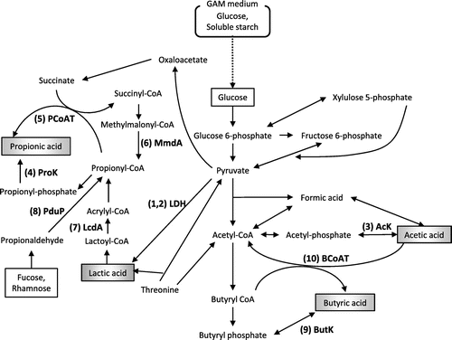 Fig. 2. Pathways responsible for the biosynthesis of SCFAs from glucose in gut microbes.