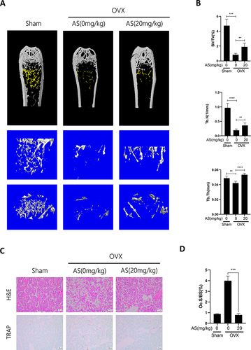 Figure 5 AS-605240 inhibits OVX-induced osteoporosis in vivo. (A) Representative micro-CT images of the distal femur were taken from the collected femur of different groups of mice. (B) Quantitative analysis of BV/TV, Tb.N, and Tb.Th was performed with micro-CT sky scan software. (C) Representative graphs of H&E and TRAP staining of femoral sections from different groups of mice. (D) Quantitative analysis was performed on Oc.S/BS. **p < 0.01, ***p < 0.001, ****P < 0.0001. All data are expressed as mean ± SD.