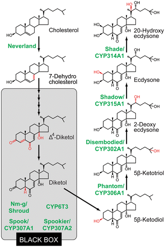 Fig. 1. The ecdysteroid biosynthesis pathway and ecdysteroidogenic enzymes in insects.