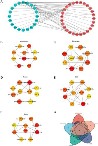 Figure 5 Construction of miRNA-mRNA network. (A) The network of DEMis and DEMs. (B) The top 10 hub genes from the results of Betweenness algorithms. (C) The top 10 hub genes from the results of Closeness algorithms. (D) The top 10 hub genes from the results of Degree algorithms. (E) The top 10 hub genes from the results of MCC algorithms. (F) The top 10 hub genes from the results of Stress algorithms. (G) The Venn diagram was drawn to show the overlapping hub genes in the results of 5 algorithms.