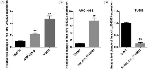 Figure 1. Hsa_circ_0042823 was up-regulated in AMC-HN-8 and TU686 cells. (A) The expression of hsa_circ_0042823 in HBECs, AMC-HN-8 and TU686 cells was assessed through qRT-PCR. (B and C) The qRT-PCR was performed to detect hsa_circ_00428233 expression in the AMC-HN-8 and TU686 cells after hsa_circ_0042823 overexpression or knockdown. **p < .01 compared with HBECs; ##p < .01 compared with Vector; $$p < .01 compared with Si-NC.