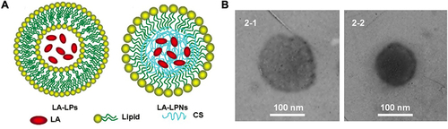 Figure 5 The application of lipid–polymer hybrid nanoparticles for local anesthetic delivery. (A) Scheme of the lidocaine-LPs and lidocaine-LPNs. (B) The TEM images of lidocaine-LPs and lidocaine-LPNs. Scale bar, 100 nm. Reproduced with permission from Wang J, Zhang L, Chi H, Wang S. An alternative choice of lidocaine-loaded liposomes: lidocaine-loaded lipid-polymer hybrid nanoparticles for local anesthetic therapy. Drug Deliv. 2016;23(4):1254–1260. Copyright 2016, Drug delivery. Journal website: http://www.tandfonline.com.Citation75