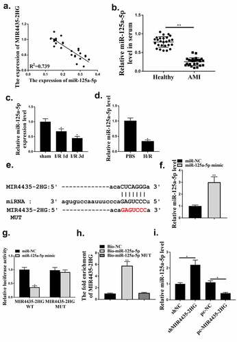 Figure 4. LncRNA MIR4435-2HG functions as miR-125a-5p sponge in cardiomyocytes. (a) The correlation between MIR4435-2HG and miR-125a-5p expression was analyzed in AMI patient blood samples. n = 26. (b) The expression of miR 125a-5p in the serum of AMI patients. (c) qRT-PCR experiment to evaluate miR-125a-5p expression in mice myocardial I/R model at the first and third day after myocardial I/R. (d) qRT-PCR experiment to evaluate miR-125a-5p expression in H2O2-induced oxidative stress model of AC16 cells. (e) Binding site prediction between MIR4435-2HG mRNA and miR-125a-5p. (f) qRT-PCR experiment to evaluate miR-125a-5p expression after transfection of miR-125a-5p mimic. (g) The luciferase activity was detected. (h) RNA pulldown assay. (i) qRT-PCR experiment to evaluate miR-125a-5p expression after transfection of shMIR4435-2HG or pc-MIR4435-2HG. *P < 0.05, **P < 0.01. Three independent experiments were performed. n = 3.