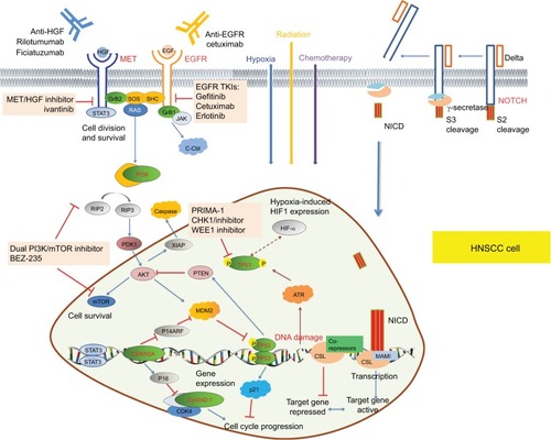 Figure 1 Schematic diagram of signaling pathways that emerging biomarkers TP53, EGFR, PIK3CA, CDKN2A, CCND1, and MET participated in.Notes: EGFR is a member of the HER family of cell-surface receptor tyrosine kinases. Ligand binding triggers EGFR and activates downstream effectors, thus promoting cell proliferation. Hypoxia induces the expression of EGFR and enhances the phosphorylation of EGFR thereby regulating intrinsic DNA-repair mechanisms, meanwhile EGFR can stabilize HIF-1a. MET is a receptor tyrosine kinase associated with enhanced migration, invasion, and angiogenesis when overexpressed in cancer. PIK3CA encodes p110α, a catalytic subunit of PI3K, which is a heterodimeric kinase with enzymatic activity on lipid and protein substrates. The TP53 has a vital role in the regulation of genes responsible for cell-cycle arrest, senescence, and apoptosis. MDM2 promotes the rapid degradation of the TP53 protein. TP53 missense mutations cause single-amino-acid substitutions that lead to loss of DNA-binding capability. Cyclin D1 is a cell-cycle protein that regulates the key G1-to-S phase transition through formation of complexes with CDKs, such as CDK4 and CDK6. Upon ligand binding, NOTCH receptors undergo a conformational change enabling cleavage and nuclear translocation of the intracellular domain to release the transcriptional repression of downstream target genes.Abbreviations: CDKs, cyclin-dependent kinases; HIF-1a, hypoxia-inducible factor 1a; PI3K, phosphoinositide 3 kinase.