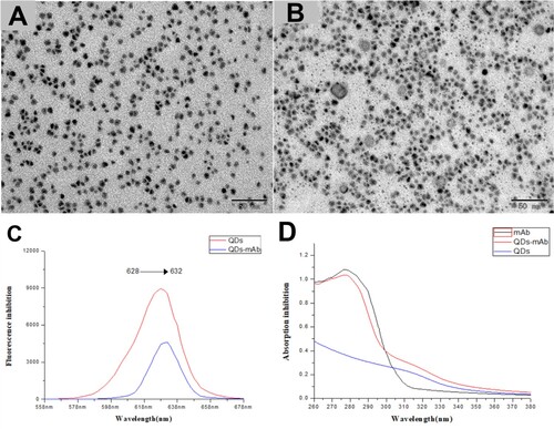 Figure 2. Characterisation of QDs-mAb probes. (A) TEM micrographs of QDs, (B) TEM micrographs of QDs-mAb. Normalised fluorescent spectra (C) of QDs (upper line) and QDs-mAb (lower line). The UV–Vis spectrum (D) of bare mAb (upper line), QDs modified with antibodies (middle line), and bare QDs (lower line).