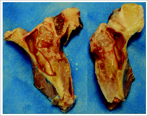 Figure 3. Goat ex vivo primary model showing the exposed maxillary sinus.