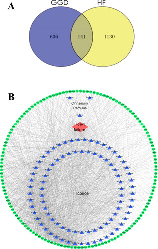 Figure 2. Overlapping target genes between GGD and HF and the drug-compound-target-disease network. (A) The Venn diagram shows 141 drug-disease common targets between GGD and HF. (B) The network consists of 90 active ingredients in GGD (blue triangles), 141 drug-disease common targets (green circles) and HF (red diamond). The thickness of lines represents the binding intensities between compounds and targets. GGD: Guizhi-Gancao Decoction; HF: heart failure.