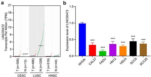 Figure 1. LncRNA LINC00472 was down-regulated in several squamous cell carcinomas and OSCC cell lines (a) Transcripts per million (TPM) of LINC00472 detected in CESC, HNSC, and LUSC patients. CESC, cervical squamous cell carcinoma and endocervical adenocarcinoma; HNSC, head, and neck squamous cell carcinoma; LUSC, lung squamous cell carcinoma. T represented tumor tissues, and N represented normal tissues. (b) Expression of LINC00472 in normal human oral keratinocytes NHOK cell and 6 human OSCC cancer cell lines, CAL27, FADU, HN12, HSU3, SCC9, and SCC25. Error bars represent standard deviations, n = 3; ***p < 0.001.