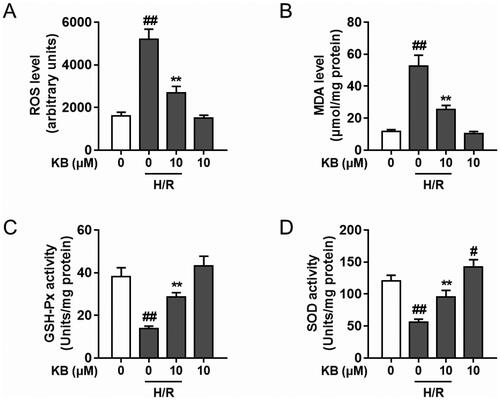 Figure 5. KB attenuated H/R-induced oxidative stress in H9c2 cells. H9c2 cells were treated with KB and then subjected to H/R insults. (A) ROS generation was determined, and fluorescence intensity was measured and expressed as an arbitrary unit. (B) The lipid peroxidation level was measured by determining the MDA level. (C–E) The activity of GSH-Px and SOD was determined and expressed as Unit/mg protein. The vehicle control group was treated with only DMSO. Results are shown as mean ± SEM (n = 9). #p< 0.05 and ##p< 0.01 vs. the vehicle group. **p< 0.01 vs. the H/R-treated group.