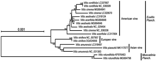 Figure 1. The phylogenetic relationship of 17 species within the Vitis species based on neighbor-joining (NJ) analysis of chloroplast genomes (LSC, IRA, and SSC regions). The bootstrap values were based on 500 replicates and were shown next to the nodes.