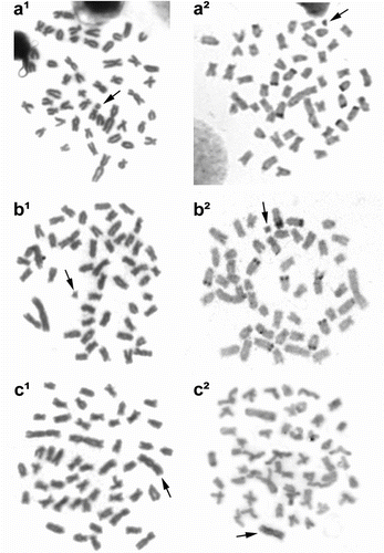 Figure 2 Metaphases from different specimens bearing B chromosome variants in Astyanax bockmanni. (a) Individual bearing the Ba chromosome; (b) specimen carrying the Bm chromosome; and (c) individual bearing the BM chromosome. (1) Metaphases by conventional Giemsa staining; and (2) metaphases after C-banding technique. Arrows indicate the B chromosomes.