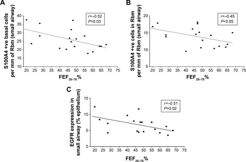 Figure 9 (A) Correlation between the number of small airway basal epithelial cells (per millimeter of Rbm) that were positive for S100A4 with FEF25–75% (an index of small airway caliber). (B) Correlation between the number of S100A4-positive cells in Rbm (per millimeter of Rbm) in small airway and FEF25–75%. (C) Correlation between EGFR (% epithelium) in small airway and FEF25–75%.
