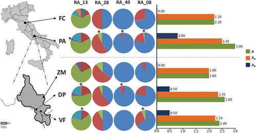 Figure 2. Pie chart of allele frequencies for the four polymorphic microsatellite loci in each Apennine Rosalia alpina population. Graphic representation of the mean allele number (A), mean allelic richness (AR) and mean number of private alleles (AP). Asterisks (*) indicate private alleles. Above the dashed line: comparison between “Foreste Casentinesi” and “Abruzzo Lazio e Molise” National Park populations; below the dashed line: comparison among populations from the three sub-areas of the “Abruzzo Lazio e Molise” National Park. FC = “Foreste Casentinesi”; PA = “Abruzzo Lazio e Molise” National Park; ZM = “Zio Mas” sub-area; DP = “Difesa di Pescasseroli” sub-area; VF = “Val Fondillo” sub-area.