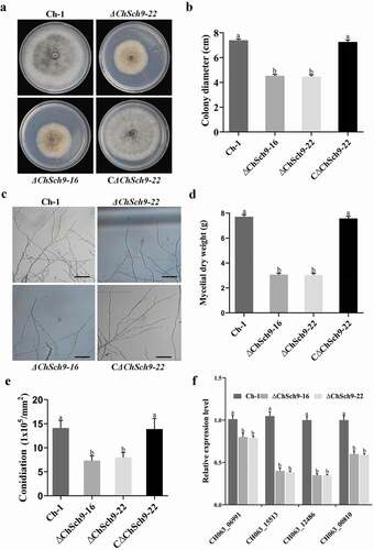 Fig. 3 (Colour online) ChSch9 is critical for vegetative growth and conidiation in Colletotrichum higginsianum. (a) Morphology of colonies of mutant strains. Ch-1 and mutants were grown on PDA plates for 7 d. (b) Statistical analysis of growth rate of Ch-1 and mutants. Diameter of each strain was measured after culturing at 25°C for 7 d. (c) Hyphal tips of strains. Ch-1 and mutants were grown on cellophane overlying PDA for 4 d and hyphal tips were observed by microscopy. Scale bar, 50 μm. (d) Statistical analysis of mycelial dry weight. (e) Statistical analysis of conidial production. (f) Relative expression of different conidiation-related genes in the wild-type and deletion mutants of ChSch9 (relative expression level = 1, wild-type used as reference sample and normalized with actin gene). Error bars represent standard deviation. Three independent biological experiments with three replicates in each treatment were performed. Different letters represent significant differences between the mutant and wild-type at P < 0.05