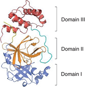 Figure 1. The structure of SARS-CoV-2 3Clpro.The N-finger (residues 1-7) is depicted in yellow, domain I (residues 8–101) in blue, domain II (residues 102–184) in orange, the loop region (residues 185–200) in green, domain III (residues 201-306) in red.