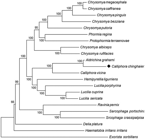 Figure 1. Evolutionary relationships of 16 Calliphoridae and 6 outgroup species. The mitochondrial genome of this study has been marked as black. GenBank IDs: A. grahami, KP872701.1; C. albiceps, JX913736.1; C. bezziana, JX913737.1; C. chinghaiensis, KT936147; C. putoria, AF352790.1; C. vicina, JX913760.1; C. megacephala, JX913739.1; C. saffranea, JX913742.1; C. pinguis, KM244730.1; C. rufifacies, JX913740.1; H. ligurriens, JX913759.1; P. regina, KC005712.1; P. terraenovae, JX913743.1; L. sericata, JX913756.1; L. cuprina, JX913749.1; L. porphyrina, JX913758.1; R. pernix, KM676414.1; D. platura, KP901268.1; H. irritans irritans, DQ029097.1; S. portschinskyi, KM287570.1; S. crassipalpisa, KP861920.1; E. sorbillans, HQ322500.1.