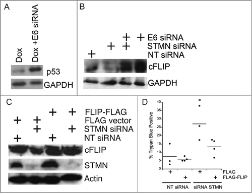 Figure 9. Both p53 deficiency and stathmin depletion reduce cFLIP protein level in Hela cells. (A) HPV E6 depletion from Hela cells restored p53, consistent with our previous results.Citation11,12 Lysates were prepared from Hela cells either untransfected or transfected with siRNA targeting HPV protein E6 and treated with Doxorubicin (included to stabilize p53 and facilitate detection by protein gel blot) for the last 6 hours of a 48 hour incubation post transfection. Doxorubicin was only used in western blot experiments for p53 detection. (B) Hela cells (p53-deficient) have decreased cFLIPL protein levels compared to cells transfected with E6 to restore endogenous p53. Stathmin depletion also reduced the cFLIPL level relative to control siRNA-transfected cells. Western blot for cFLIPL, reprobed with GAPDH as a loading control. (C) Western blots of lysates from Hela cells transfected with FLAG-tagged cFLIP demonstrating FLAG- cFLIPL expression for the conditions indicated. Actin was used as a loading control. (D) Exogenous cFLIPL expression restored viability of stathmin-depleted cells to that of control cells. Hela cells were transfected with non-targeting siRNA or siRNA to stathmin and a plasmid containing FLAG-tagged cFLIPL or empty vector, as noted on the plot. Viability was assayed by trypan blue exclusion at 48 hours following transfection. Graph is a summary of 3 experiments. * denotes P < 0.05.