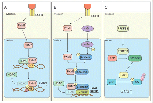 Figure 2. Signaling of metabolic enzymes controls cell cycle progression. (A) Scheme depicting direct interaction of PKM2 and histone H3. Upon activation of epidermal growth factor receptor (EGFR), PKM2 translocates to the nucleus. PKM2 directly interacts with histone H3 and subsequently can phosphorylate it (P) at H3-T11, which leads to histone deacetylase 3 (HDAC3) removal from the promoter region of a.o. CCND1 (encoding cyclin D1 expression), histone H3-K9 acetylation (ac) and cyclin D1/Myc transcription. Expression of these genes is critical for G1/S phase transition. (B) Scheme depicting regulation of gene expression by PKM2 mediated β-catenin transactivation. Upon EGFR activation, PKM2 translocate to the nucleus, where it binds to c-Src-mediated phosphorylated β-catenin. Phosphorylated (P) β-catenin binds PKM2, and this interaction allows the protein complex to interact with transcription factor 4 (TCF4), and to bind to the promoter of target genes (CCND1, MYC) resulting in the dissociation of HDAC3 and activation of gene transcription. (C) Proposed scheme of PFKFB3 mediated effects on cell cycle regulators. PFKFB3 (splice variant 5) can localize to the nucleus, where its product, Fru-2,6-BP, activates cyclin-dependent kinase-1 (CDK1). CDK1-mediated phosphorylation (P) of p27, would then lead to p-p27 ubiquitination and subsequent degradation by the proteasome. These changes lead to acceleration of cell cycle progression at G1/S.