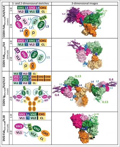 Figure 2. CODV format generates a self-supporting architecture that profoundly differs from DVD format. One- and two-dimensional schemes and crystal structures or three-dimensional models are depicted for the complexes CODV-FabIL4 x IL13/IL4, CODV-FabIL13 x IL4/IL4/IL13, CODV-IgIL4 x IL13/IL4/IL13, and DVD-FabIL12 x IL18/IL18. CODV-FabIL4 x IL13 of the crystal structures is a type 1 construct, CODV-FabIL13 x IL4 of the depicted initial models a type 4 construct.