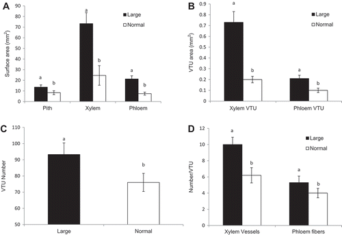 Figure 5. Cross-section anatomical characteristics of cane internodes with large and normal sizes in Cabernet franc grapevines: (A) surface area of pith, xylem, and phloem; (B) vascular transport unit (VTU) area of xylem and phloem; (C) vascular transport unit (VTU) number; and (D) number of xylem vessels and phloem fibers within each VTU. Means ± SE with different letters are significantly different by T-test at P < 0.05.