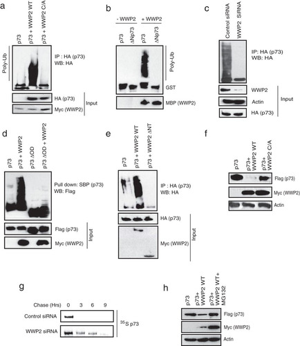 FIG 2 WWP2 ubiquitinates p73 and controls its protein stability. (a) 293T cells were transfected with HA-p73 alone, p73 with the wild-type (WT) WWP2, or p73 with a catalytically inactive WWP2 C838A (C/A) mutant. At 24 h posttransfection, cells were treated with MG132 for 6 h, and p73 ubiquitination was detected by immunoblotting with HA antibody after immunoprecipitation with anti-HA antibody. (b) In vitro ubiquitination experiments were performed using GST-p73 and GST-ΔNp73 as substrates in the presence and absence of MBP-tagged WWP2 along with E1 (UBE1) and E2 (UbcH5B) (Poly-Ub). Ubiquitinated species of GST-p73 and GST-ΔNp73 were detected by immunoblotting with anti-GST antibody. (c) HeLa cells were transfected with control siRNA or WWP2 siRNA. After 24 h of transfection, cells were transfected with HA-p73 construct, and 18 h later cells were treated with MG132 (10 μM) for 6 h before cell lysates were collected. Immunoprecipitation was done using anti-HA followed by immunoblotting with HA antibody. (d) 293T cells were transfected with SFB-tagged p73 or p73ΔOD with or without WWP2. At 24 h posttransfection cells were treated with MG132 for 6 h, and ubiquitination was detected by immunoblotting with Flag antibody after pulldown with SBP beads. (e) 293T cells were transfected with p73 alone, p73 with WWP2 wild type (WT), or p73 with WWP2 with an N-terminal deletion (ΔNT). At 24 h posttransfection, cells were treated with MG132 for 6 h, and ubiquitination was detected by immunoblotting with HA antibody after immunoprecipitation with anti-HA antibody. (f) Cells were transfected with either SFB-p73 alone, p73 with Myc-WWP2 wild type (WT), or p73 with a WWP2 C838A (C/A) mutant. Levels of p73 were detected by immunoblotting with anti-Flag antibody. (g) 293T cells were transfected with control siRNA or WWP2 siRNA. At 24 h posttransfection, cells were transfected with Flag-tagged p73. After 36 h of transfection, cells were labeled with 200 μCi/ml of 35S-labeled Met-Cys. Unlabeled Met and Cys (2 mM) were added, and cells were collected at indicated time points. Immunoprecipitation was performed using anti-Flag antibody, and protein levels were detected by autoradiography. (h) 293T cells were transfected with the indicated plasmids, and levels of p73 in the absence and presence of WWP2 wild type with and without MG132 treatment were determined using anti-Flag antibody.
