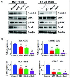 Figure 6. Effect of ATO on the expression of Notch-1 pathway. (A) The expression of Notch-1, ERK, and Bcl-2 was measured by Western blotting analysis in breast cancer cells after ATO treatment or let-7a mimics or the combination. ATO: 8 μM ATO; Mimics: let-7a mimics: Both: 8 μM ATO plus let-7a mimics. (B) Quantitative results are illustrated for panel A. **P<0.01, compared with control; #P<0.05, compared with ATO alone or let-7a mimics alone.